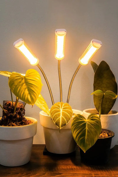 Light